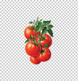 Juice Roma tomato Heirloom tomato Fruit Illustration ...