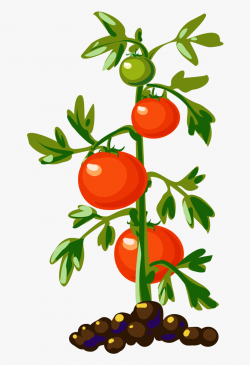 Plant Vegetable - Tomato Plant Clipart #167502 - Free ...