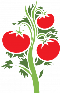 Tomatoes clipart different kind plant, Tomatoes different ...