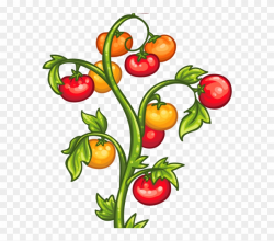 Tomato Plants Clipart, HD Png Download - 880x660(#691862 ...