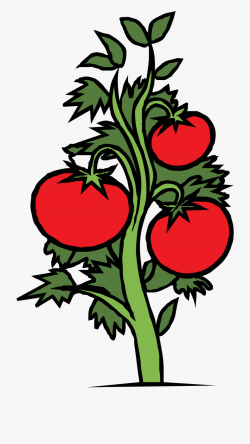 Drawn Tomato Vine Clip Art - Tomato Plant Clipart ...