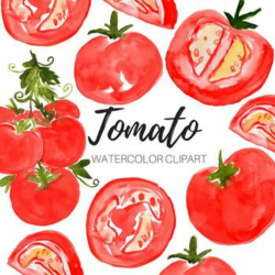 watercolor food tomato clipart