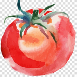 Tomato soup Watercolor painting Drawing, painting ...