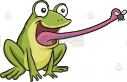 A frog catching a fly : An amphibian with two tone slimy ...