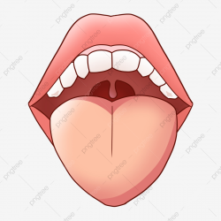 Human Mouth Tongue Organ, Human Organs, Organs, Human ...