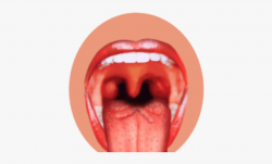 Organs Clipart Sensory Organ - Tongue Nose Sense Organ ...