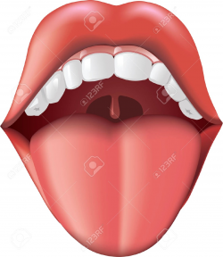 Tongue Clipart sensory organ 15 - 1126 X 1300 Free Clip Art ...
