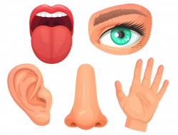 Download for free 10 PNG Nose clipart sense organ top images ...