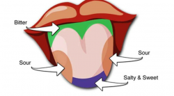 Taste Areas on the Tongue is a Lie