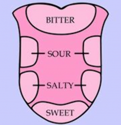Tongue Taste Diagram | Tongue taste buds, My five senses ...
