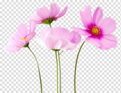 Spring YEAR ON DA, pink flowers transparent background PNG ...