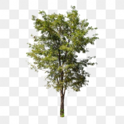 Tree PNG Images, Download 59,931 Tree PNG Resources with ...