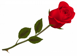 Transparent Beautiful Red Rose PNG Picture | Gallery ...