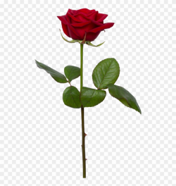 Single Rose Png - Transparent Background Single Rose Png ...