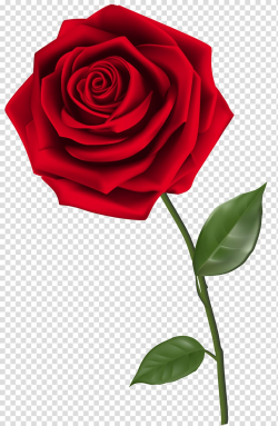 Rose , Single Red Rose , red rose transparent background PNG ...