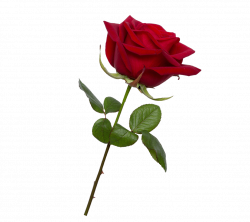 valentine rose png transparent background image – pngheart