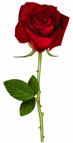 Rose Red Clip art - Red Rose PNG Transparent Image png ...