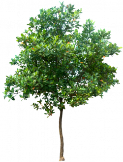 Trees png images, Trees png images Transparent FREE for ...
