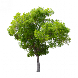 Tree PNG Images, Download 59,931 Tree PNG Resources with ...