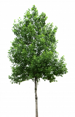 Tree Birch Clip art - Tree PNG Transparent Images png ...