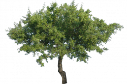 Tree Clip art - Vector Png Tree png download - 1024*678 ...