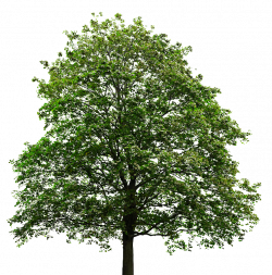 Maple tree transparent background ~ Free Png Images