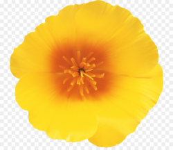 Poppy Flower png download - 800*769 - Free Transparent ...