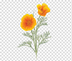 California clipart california poppy, California california ...