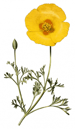 California Poppy Png & Free California Poppy.png Transparent ...