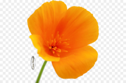 Poppy Flower png download - 516*600 - Free Transparent ...