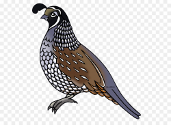 Quail California Quail Common Quail Bird Of Prey Hawk