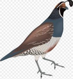 California Quail Bird Clip Art, PNG, 2112x2289px, Quail ...