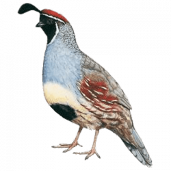 Gambel\'s Quail Illustration transparent PNG - StickPNG