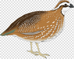 California quail , Quail transparent background PNG clipart ...