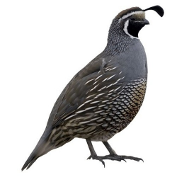 Download Free png california quail wall decal c - DLPNG.com