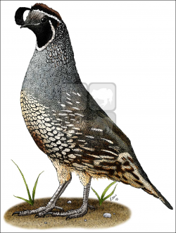 California Quail (Callipepla californica) Line Art and Full ...