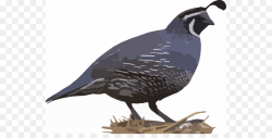 Bird Wing png download - 600*446 - Free Transparent ...