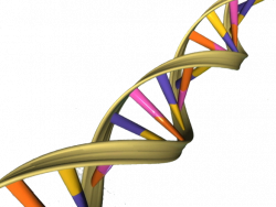 Massive sequencing study links rare DNA alterations to type ...