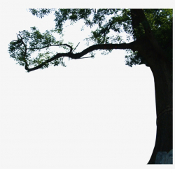 Beautiful High Definition Close Up Eucalyptus Png - 高层 立 ...