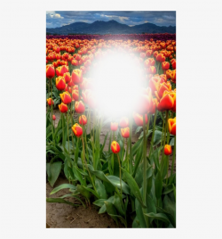 Pc Definition - Beautiful Pictures Frames Of Nature ...