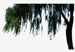 Beautiful High Definition Close Up Willow Png - Willow PNG ...