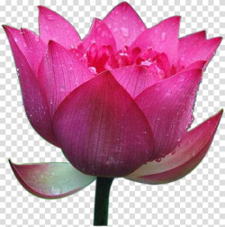 Nelumbo nucifera High-definition television, Lotus leaf ...