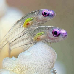 The Most Colorful Fish In The World | Goby fish, Fish, Ocean ...