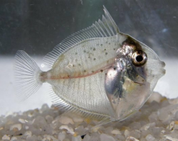 Cool Transparent Fish - Can You Guess What It Will Grow To ...