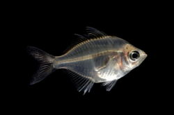 Transparent fish can see through skeleton of fish Photo ...