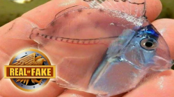 TRANSPARENT FISH - real or fake?