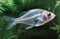 Transparent animals | Transparent fish, Animals, Fish