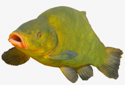 Clown Fish Transparent Background - Transparent Background ...