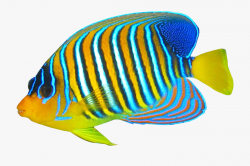 Tropical Fish Clipart Hawaiian Fish - Transparent ...