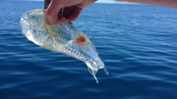 21 Transparent Animals That Clearly Have Nothing To Hide